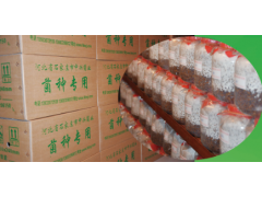 平菇菌种 母种 原种图3