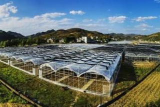 貴州大方：欲建成全國(guó)最大食用菌產(chǎn)業(yè)基地 ()