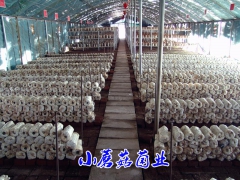 早秋平菇栽培种图1