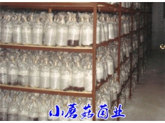 早秋平菇栽培种图2