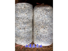 早秋平菇栽培种图3