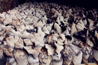 山東營縣：特色食用菌“紅木耳”迎來豐收季 ()