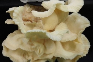新品種：韓國研發(fā)“水果味”金針菇 ()