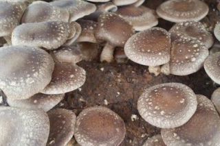 云南將打造我國最大光伏食用菌基地 ()