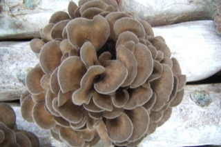 貴州安龍：優(yōu)質(zhì)食用菌灰樹花栽培獲得成功 ()