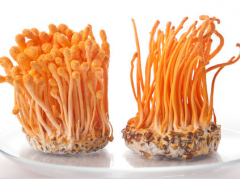 产地直销批发虫草花、北虫草，欢迎实地考察图2