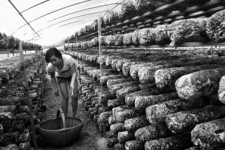 陜西洛南縣：社區(qū)食、藥用菌同發(fā)展 農(nóng)戶收益高 ()