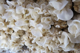 食用菌新品種‘玉木耳1號’通過技術(shù)鑒定 ()