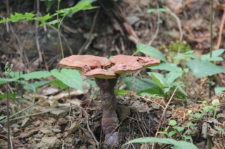 唯美生態(tài)成就旌德靈芝 ()