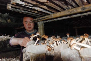 江西黎川：食用菌牽手電商 推動產(chǎn)業(yè)升級 ()