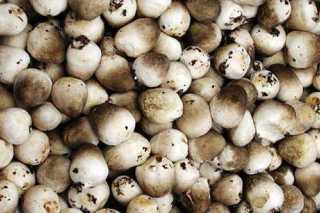 江西黎川：草菇“吃香” 富了村民