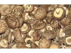 平面香菇批发、茶菇批发、黑木耳、香菇礼盒套装、香菇礼品装图1