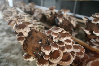 陜西丹鳳：對無公害食用菌生產(chǎn)基地進(jìn)行抽檢 ()
