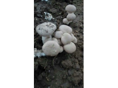 褐牛肝菌(新鲜)图1