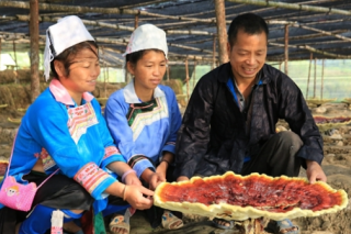 貴重榕江：苗疆農(nóng)戶栽培靈芝 長勢佳 ()