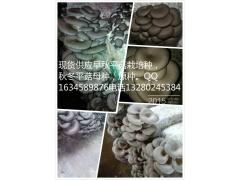 供应早秋平菇栽培菌种，秋冬母种，原种图1