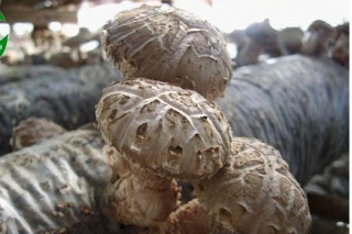 陜西:留壩農(nóng)機中心為食用菌”降溫“ ()