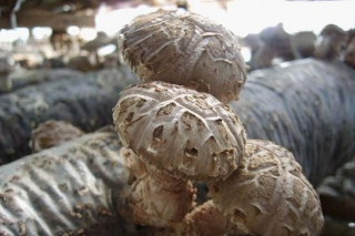 河南靈寶：廢棄果樹(shù)枝出香菇 ()