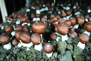 貴州：姬松茸種植呈規(guī)模化發(fā)展 ()