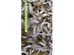 桂木菌 肉桂木培植 新型食用菌图1