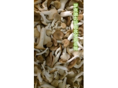 桂木菌 肉桂木培植 新型食用菌图3