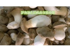 桂味菇 肉桂木培养 新型食用菌图1