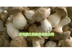 桂味菇 肉桂木培养 新型食用菌图2