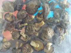 香菇节能型烘干房图3