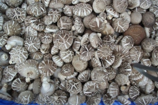 黑龍江：食用菌基地來(lái)了“洋專(zhuān)家” ()