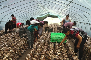 福建周寧縣：食用菌熱銷國際市場 ()