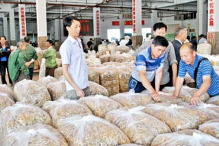 福建古田：高鐵成食用菌產(chǎn)業(yè)“加分”項(xiàng) ()