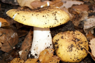 云南將出臺(tái)國內(nèi)首部野生菌保護(hù)法 ()