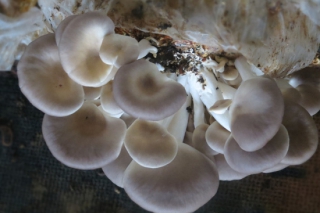 河北靈壽：秀珍菇填補夏季種植空白 ()