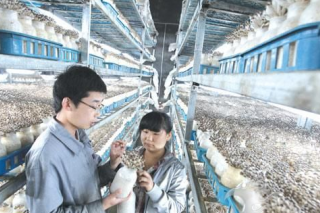 山東武城縣：入圍該省食用菌產(chǎn)業(yè)項目縣 ()