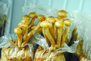 北京通州：食用菌新品帶動旅游業(yè) ()