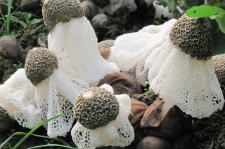 陜西西鄉(xiāng)：成功種植竹蓀 ()