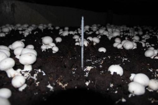 西藏：野生雙孢菇研究不斷取得突破 ()