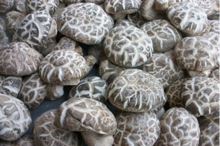 河南：泌陽今年食用菌出口或?qū)⒊^2000萬美元 ()