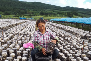 吉林7月食用菌監(jiān)測合格率獲滿分 ()