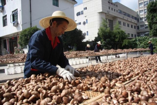 鮮香菇貨源量增加  價格或?qū)⑿》陆?()