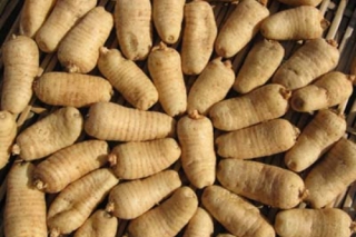 甘肅：康縣天麻GAP規(guī)范化生產(chǎn)基地建設(shè)項目獲國家專項支持 ()