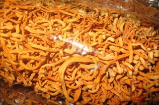 內(nèi)蒙赤峰：北蟲草種植成特色農(nóng)業(yè)新亮點 ()