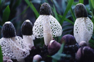 貴州畢節(jié)：“織金竹蓀物料發(fā)醇菌棒栽培方法” 獲國家發(fā)明專利 ()