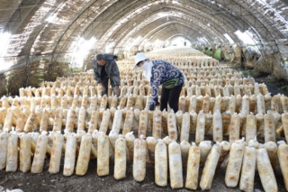 黑龍江：綏棱成立食用菌種植專業(yè)合作社 ()