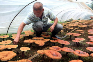 陜西寧強：椴木靈芝漲勢佳 遠(yuǎn)銷日韓 ()