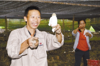 福建長?。毫謽I(yè)廢料種植竹蓀  效益高 ()