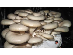 福建省宁德市古田县原产袖珍菇图1