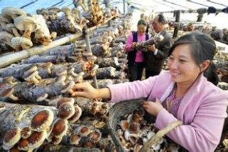 浙江：全省首例蘑菇保險理賠成功 ()