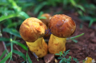 云南：全省首個野生菌產(chǎn)業(yè)園區(qū)落戶南華 ()