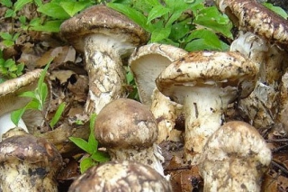 首屆云南野生菌論壇昨舉行 專家提出：立法保護(hù)野生菌資源 ()